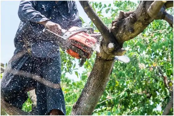 tree services Cashton
